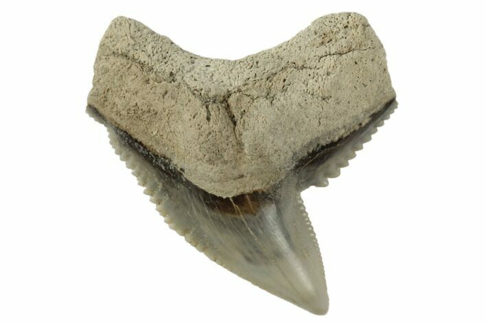 Fossil Tiger Shark (Galeocerdo) Tooth - Aurora, NC #195034